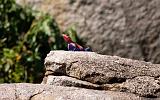 TANZANIA - Serengeti National Park - Red headed Agama - 2